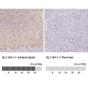 Anti-SLC18A1 antibody produced in rabbit，100UL，HPA063797-100UL，Sigma
