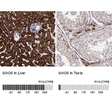 Anti-MAOB antibody produced in rabbit，100UL，HPA002328-100UL，Sigma