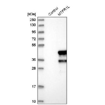 Anti-MTFR1L antibody produced in rabbit，100UL，HPA027124-100UL，Sigma