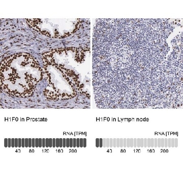Anti-H1F0 antibody produced in rabbit，100UL，HPA000843-100UL，Sigma