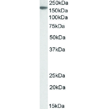 Anti-MECOM antibody produced in goat，100UG，SAB2501394-100UG，Sigma