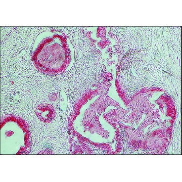 抗  兔 IgG（全分子）-碱性磷酸酶 山羊抗，0.5ML，A9919-.5ML，Sigma