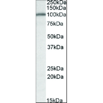 抗  CANX 山羊抗，100UG，SAB2501291-100UG，Sigma
