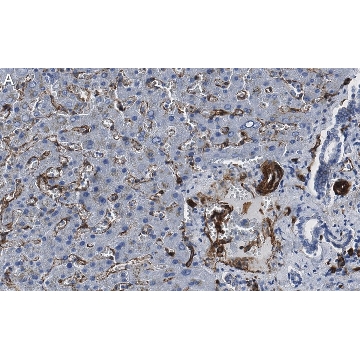 Anti-Caveolin-1 Antibody, clone 1D10 ZooMAb® Rabbit Monoclonal，4X25UL，ZRB1602-4X25UL，Sigma