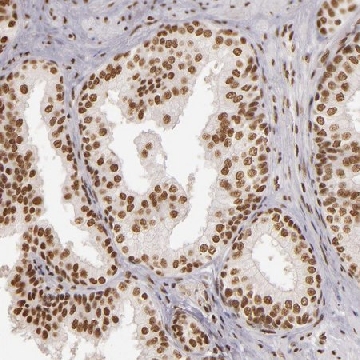 Anti-PAPOLA antibody produced in rabbit，100UL，HPA001788-100UL，Sigma