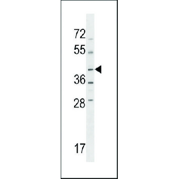 ANTI-NPRL2(C-TERMINAL) antibody produced in rabbit，400UL，SAB1305758-400UL，Sigma