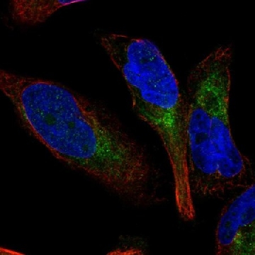 Anti-GPR65 antibody produced in rabbit，100UL，HPA054454-100UL，Sigma
