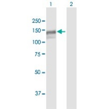 Anti-MAN2B1 antibody produced in mouse，50UG，SAB1406104-50UG，Sigma