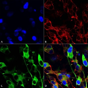 Monoclonal Anti-Gfap antibody produced in mouse，100UG，SAB5201104-100UG，Sigma