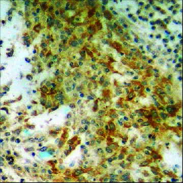 Anti-phospho-S6 Ribosomal Protein (pSer²⁴⁰) antibody produced in rabbit，100UG，SAB4503988-100UG，Sigma