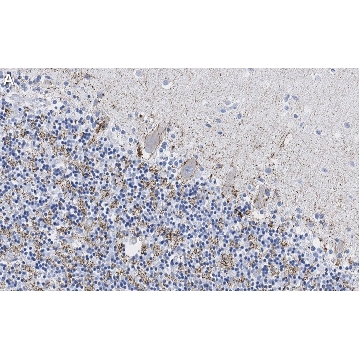 Anti-VGAT Antibody, clone 2E6 ZooMAb® Rabbit Monoclonal，25UL，ZRB1158-25UL，Sigma