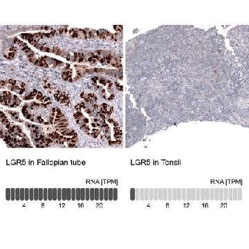 Monoclonal Anti-Lgr5 Antibody Produced In Mouse，1004G，AMAB91887-100UL，Sigma