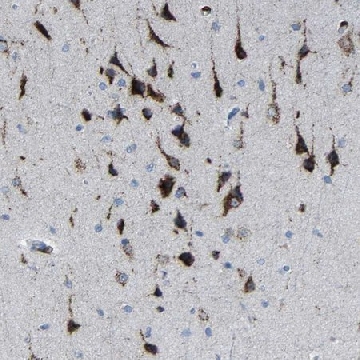 Anti-PLD3 antibody produced in rabbit，100UL，HPA012800-100UL，Sigma