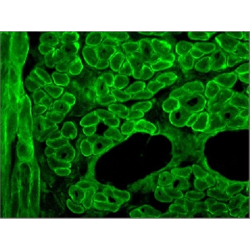 Anti-Dystrophin Antibody，D8168-100ul，Sigma