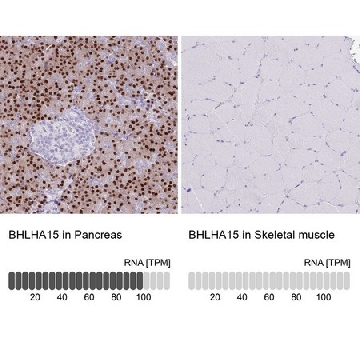 Anti-BHLHA15 antibody produced in rabbit，100UL，HPA047834-100UL，Sigma