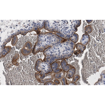 Anti-eNOS Antibody, clone 2F12 ZooMAb® Rabbit Monoclonal，25UL，ZRB1252-25UL，Sigma