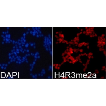 抗-组蛋白 H4R3me2a 兔抗，100UL，SAB4300868-100UL，Sigma