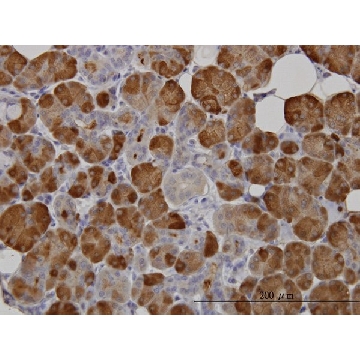Monoclonal Anti-AMY1A antibody produced in mouse，100UG，WH0000276M4-100UG，Sigma