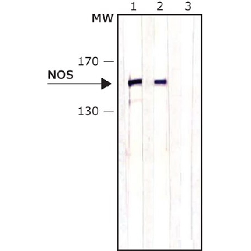 Anti-Nitric Oxide Synthase, Brain (1409-1429) antibody produced in rabbit，0.2ML，N7280-.2ML，Sigma