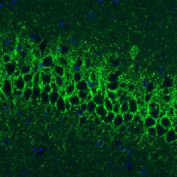 Monoclonal Anti-GAD1 antibody produced in mouse，100UL，AMAB91079-100UL，Sigma