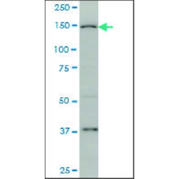 Monoclonal Anti-RIMS2 antibody produced in mouse，200UL，WH0009699M1-200UL，Sigma