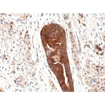 Anti-VEGF (VEGFA) Rabbit Monoclonal Antibody，100UL，SAB56000298-100UL，Sigma