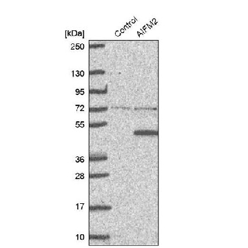 抗-AIFM2 兔抗，100UL，HPA042309-100UL，Sigma