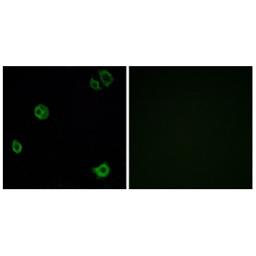 Anti-GPR110 antibody produced in rabbit，100UG，SAB4501161-100UG，Sigma