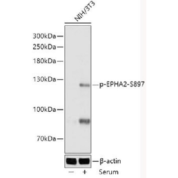 Anti-Phospho-EPHA2-S897 antibody produced in rabbit，100UL，SAB5700586-100UL，Sigma