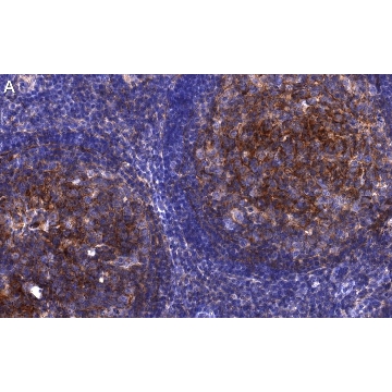 Anti-CD81 Antibody, clone 1C23 ZooMAb® Rabbit Monoclonal，25UL，ZRB1275-25UL，Sigma