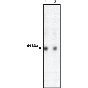 Anti- AcV5 抗体，小鼠单克隆，100UL，A2980-100UL，Sigma