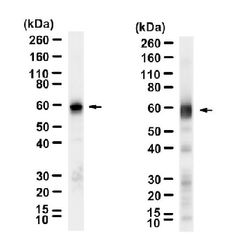 Anti-Luciferase Antibody, clone 1D20 ZooMAb® Rabbit Monoclonal，254G，ZRB2684-25UL，Sigma