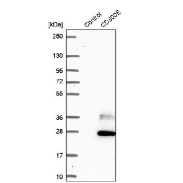 Anti-CD300E antibody produced in rabbit，100UL，HPA015570-100UL，Sigma
