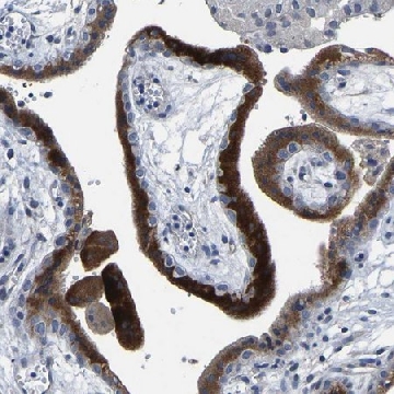 Anti-FGD5 antibody produced in rabbit，100UL，HPA014536-100UL，Sigma