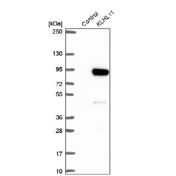 Anti-KLHL11 antibody produced in rabbit，100UL，HPA054269-100UL，Sigma