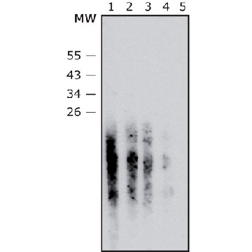 Anti-Staphylococcus aureus LTA antibody, Mouse monoclonal，100UL，SAB4200883-100UL，Sigma