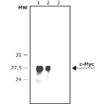 抗  c-Myc−过氧物酶 兔抗，500UG，A5598-500UG，Sigma