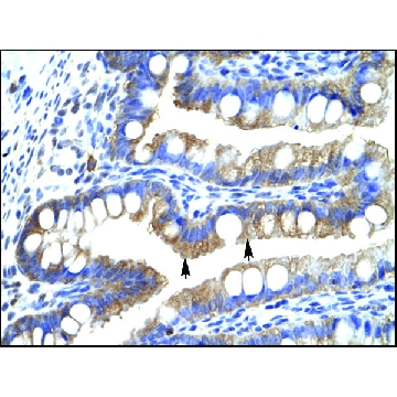 Anti-CLIC5 antibody produced in rabbit，100UL，AV35262-100UL，Sigma