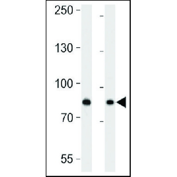 ANTI-USP51 (CENTER) antibody produced in rabbit，400UL，SAB1305451-400UL，Sigma
