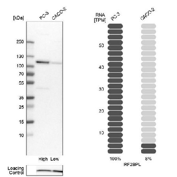 Anti-IRF2BPL antibody produced in rabbit，100UL，HPA050862-100UL，Sigma