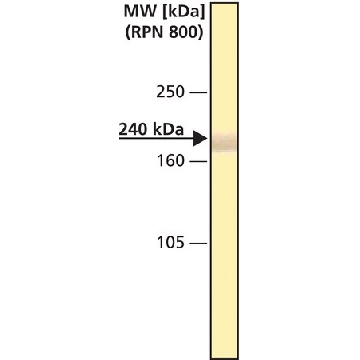Monoclonal Anti-Spectrin (α and β) antibody produced in mouse，0.2ML，S3396-.2ML，Sigma