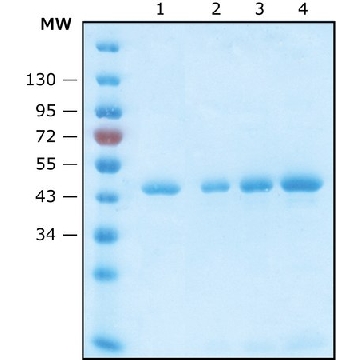 抗-HA磁珠，1ML，SAE0197-1ML，Sigma
