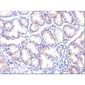 Monoclonal Anti-TSG101 antibody produced in mouse，100UL，SAB2702167-100UL，Sigma