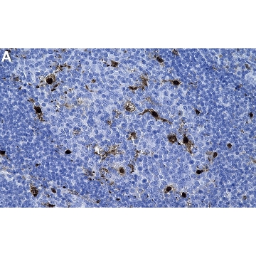 Anti-IL-18 Antibody, clone 1N23 ZooMAb® Rabbit Monoclonal，25UL，ZRB2106-25UL，Sigma