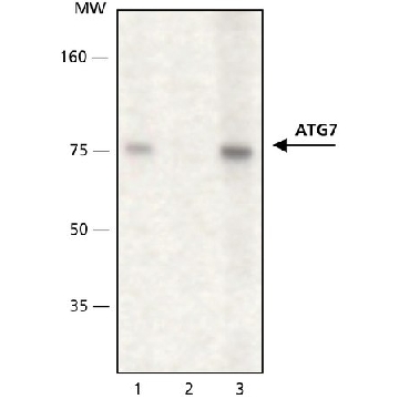 抗-ATG7 兔抗，200UL，A2856-200UL，Sigma