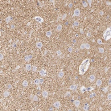 Anti-CNTN2 antibody produced in rabbit，100UL，HPA001397-100UL，Sigma