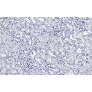 Anti-DIP2B Antibody, clone 2C8, ZooMAb® Rabbit Monoclonal，4X25UL，ZRB1349-4X25UL，Sigma
