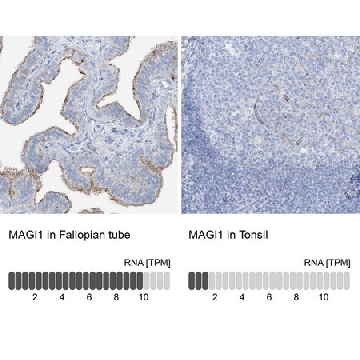 Anti-MAGI1 antibody produced in rabbit，100UL，HPA031853-100UL，Sigma