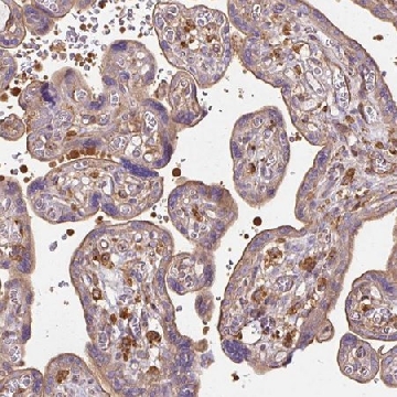 Anti-TBC1D2B antibody produced in rabbit，100UL，HPA052663-100UL，Sigma