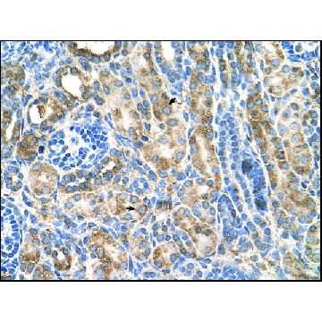 Anti-CDH3 antibody produced in rabbit，100UL，AV45170-100UL，Sigma